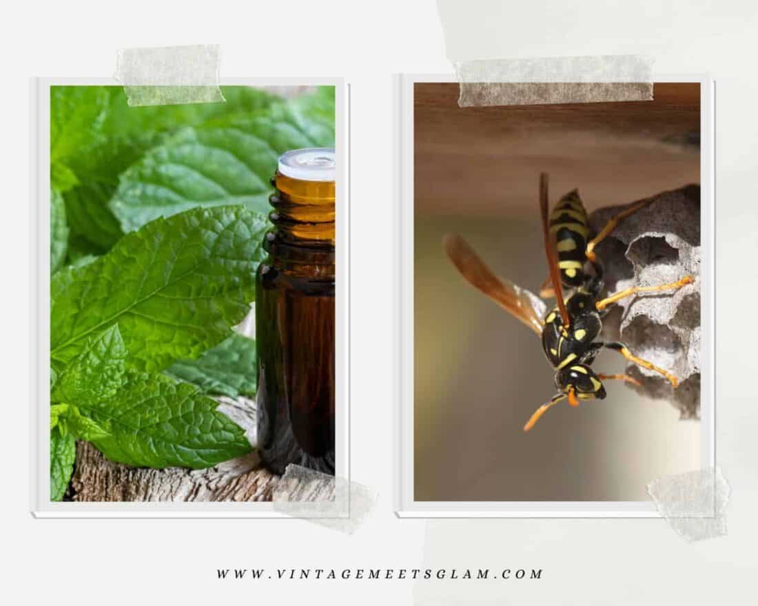 3 Different Ways To Keep Wasps Away From Your Porch