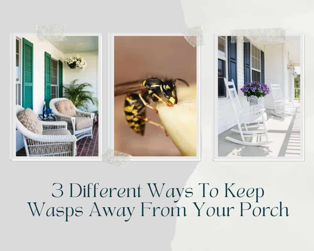 3-different-ways-to-keep-wasps-away-from-your-porch